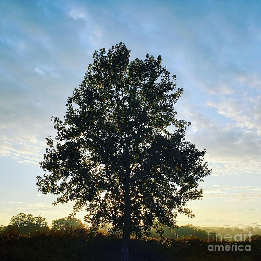 Illuminated Tree Photograph by Anita Adams