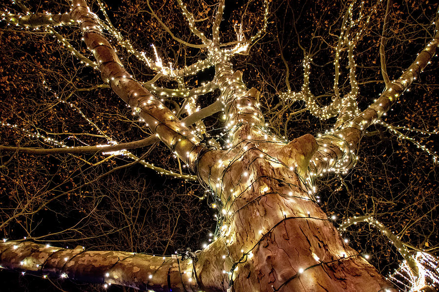 Illuminated Tree At The Niagara Winter Festival Of Lights 1 Photograph