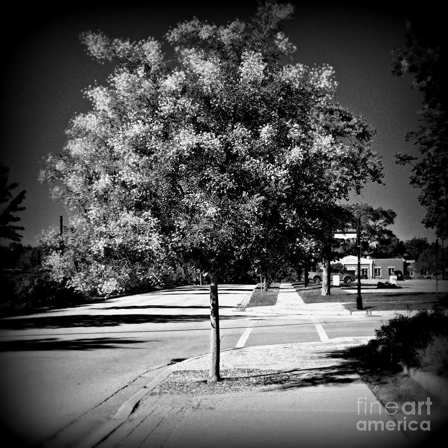 Illuminated Tree - Holga Effect Photograph