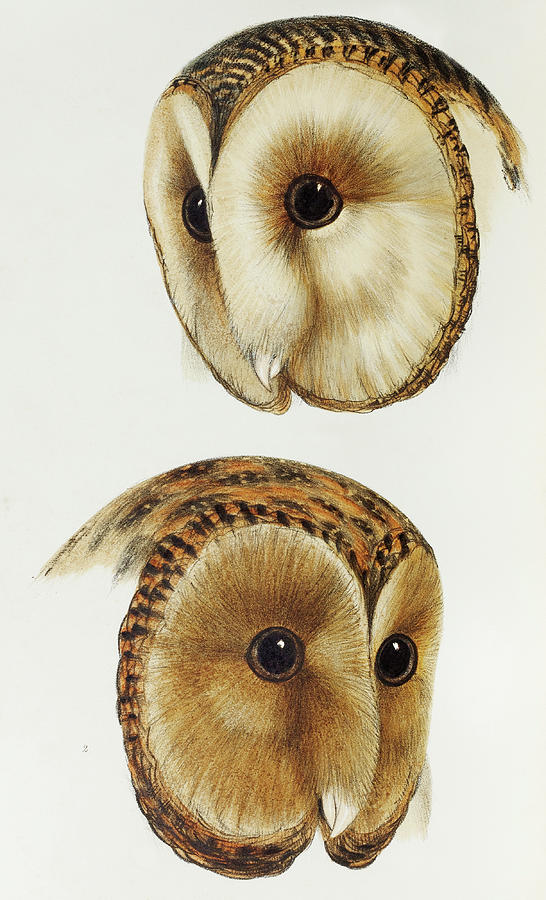 John Gould Digital Art -  illustrated from A Sy by Celestial Images