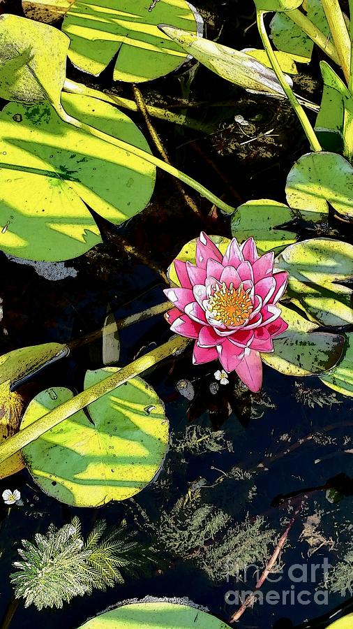 Illustrated Pink Lily and Pad Photograph by Anita Adams