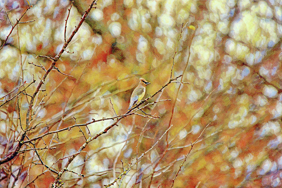 Illustrated Style Cedar Waxwing Bird in Fall Winter Digital Art by Gaby Ethington