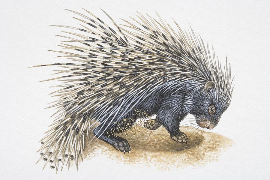 Illustration, Crested Porcupine (Hystrix cristata) digging in ground, side view. Drawing by Dorling Kindersley