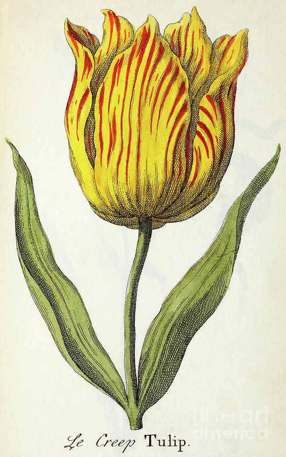 Illustration from Duke, J The Compleat Florist, 1747 Painting by European School