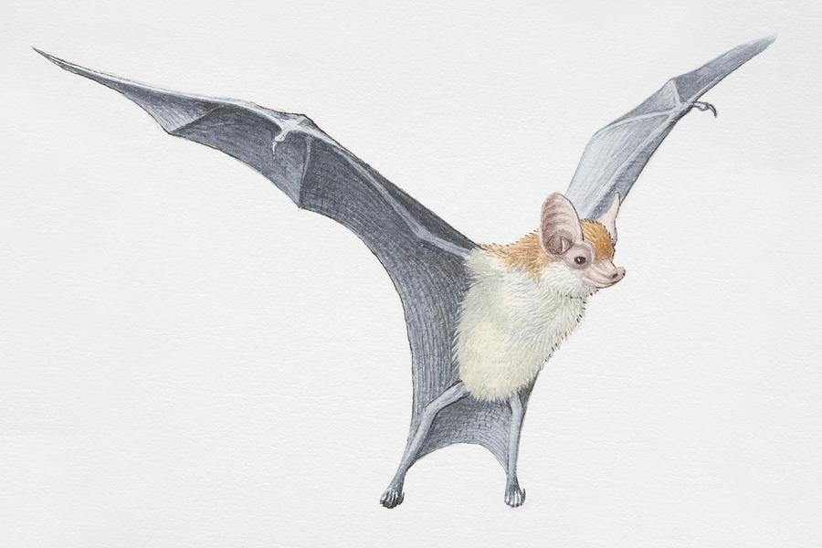 Illustration, Kittis Hog-nosed Bat (Craseonycteris thonglongyai) with wings outspread, side view. Drawing by Dorling Kindersley
