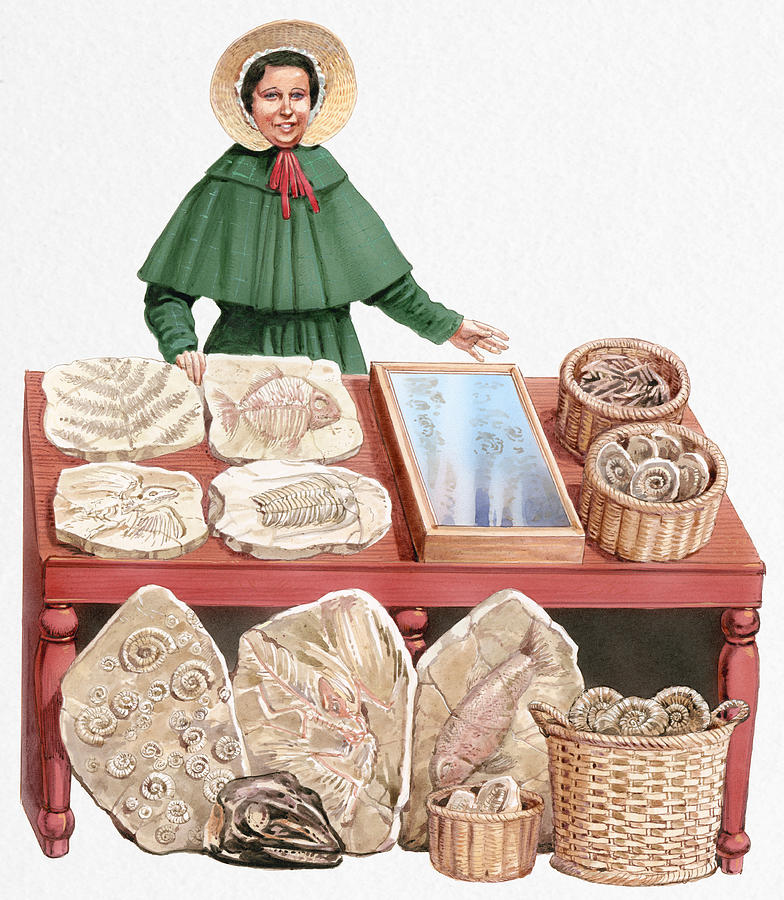 Illustration of 19th century paleontologist Mary Anning with collection of fossils Drawing by Dorling Kindersley