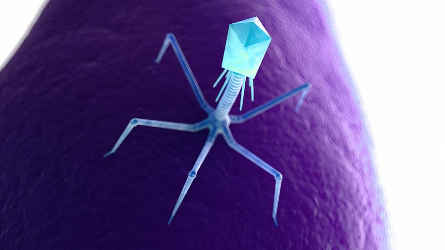 Illustration of a bacteriophage on a bacteria Drawing by Sciepro/science Photo Library Illustration of a bacteriophage on a bacteria Drawing by Sciepro/science Photo Library
