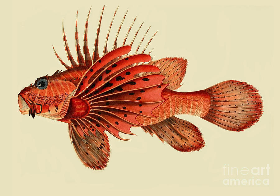 Illustration of a Common Lionfish Photograph by Science Source