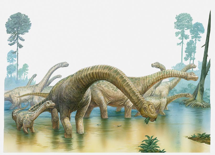 Illustration of a group of sauropod dinosaurs feeding in swampland Drawing by Dorling Kindersley