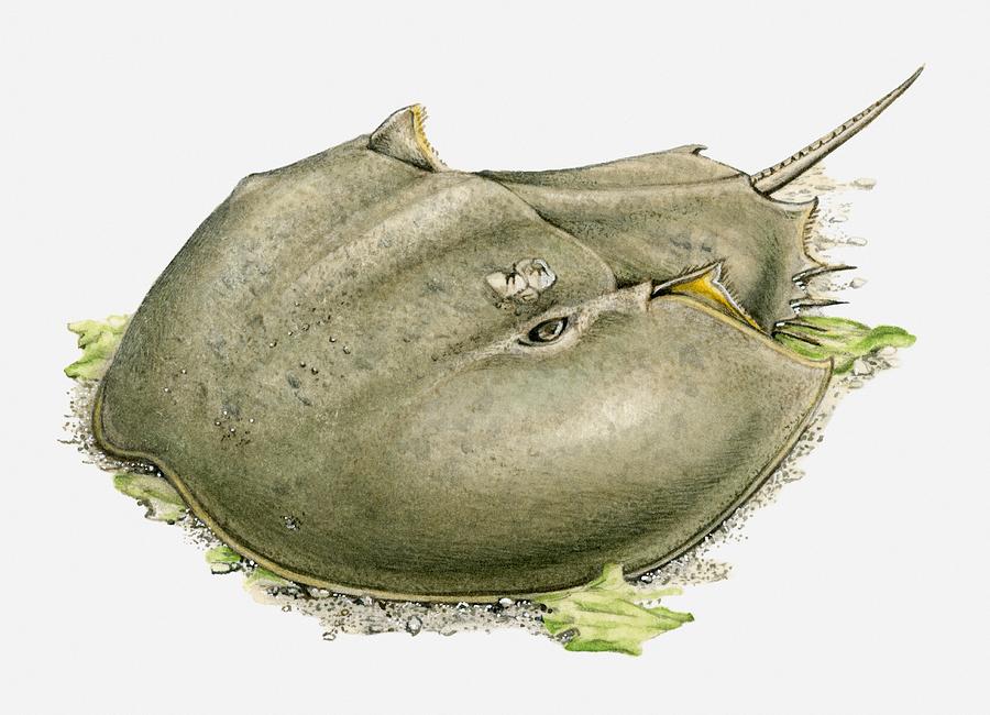 Illustration of a Horseshoe crab (Limulidae) on the ocean floor Drawing by Dorling Kindersley