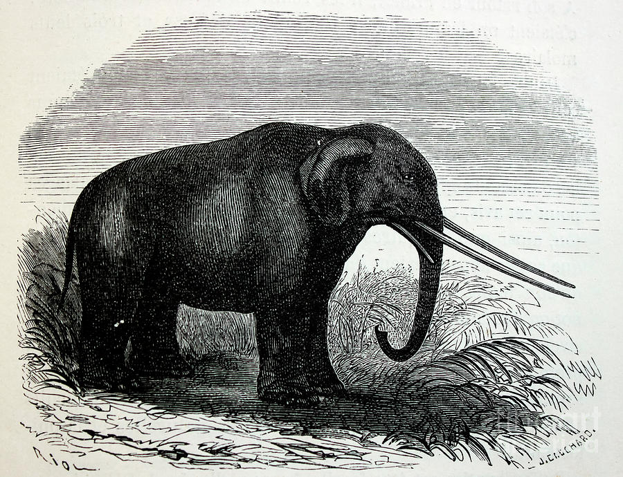 Illustration of a mastodon z1 Drawing by Historic illustrations