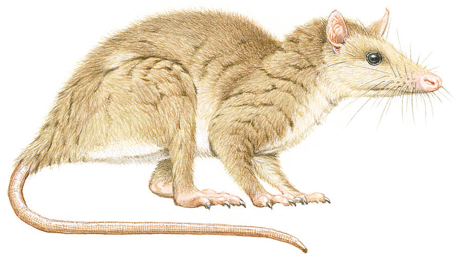 Illustration of Alphadon, a small, furry, primitive mammal  Drawing by Dorling Kindersley