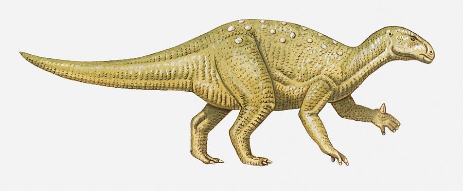 Illustration of an Iguanodon dinosaur, side view Drawing by Dorling Kindersley