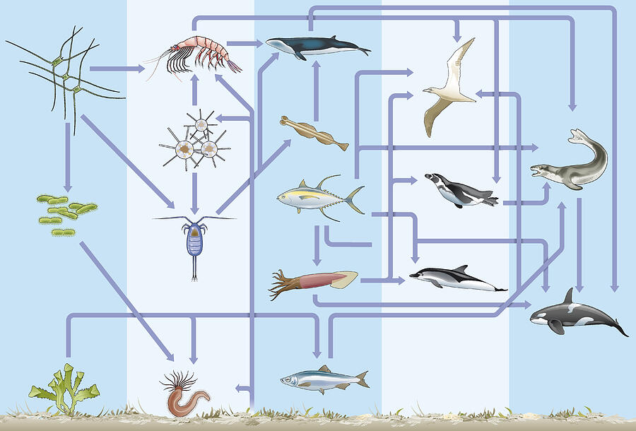 Illustration of biogeochemical cycle or nutrient cycle underwater and on seabed Drawing by Dorling Kindersley