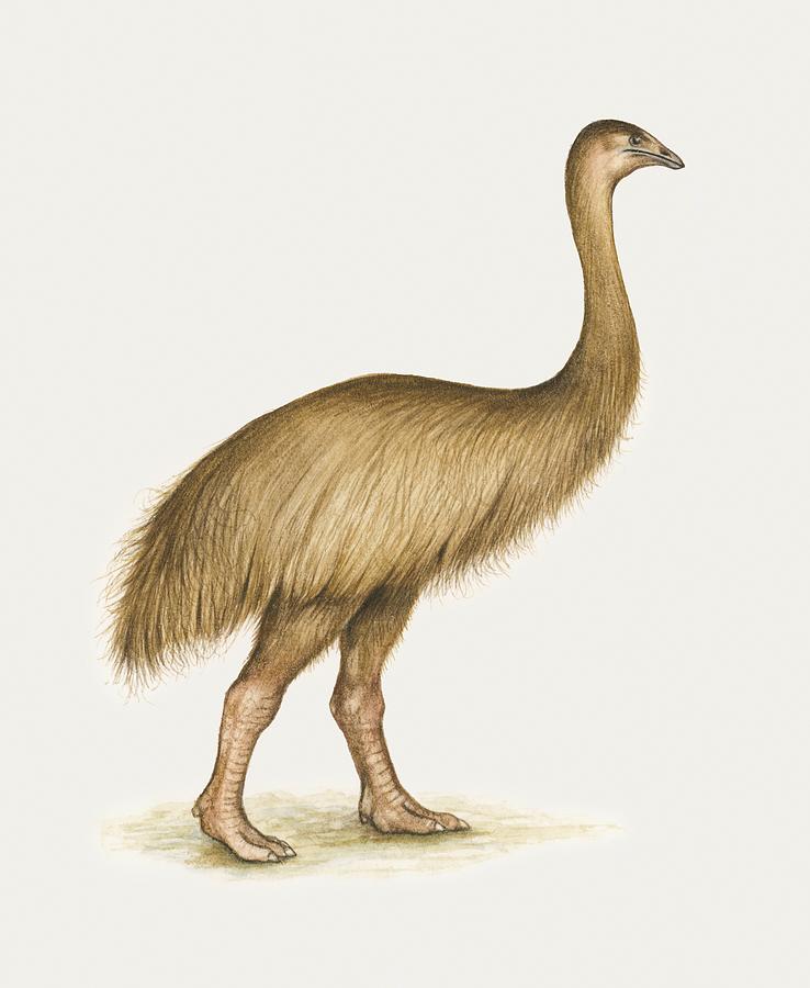 Illustration of flightless Moa bird Drawing by Elaine Anderson
