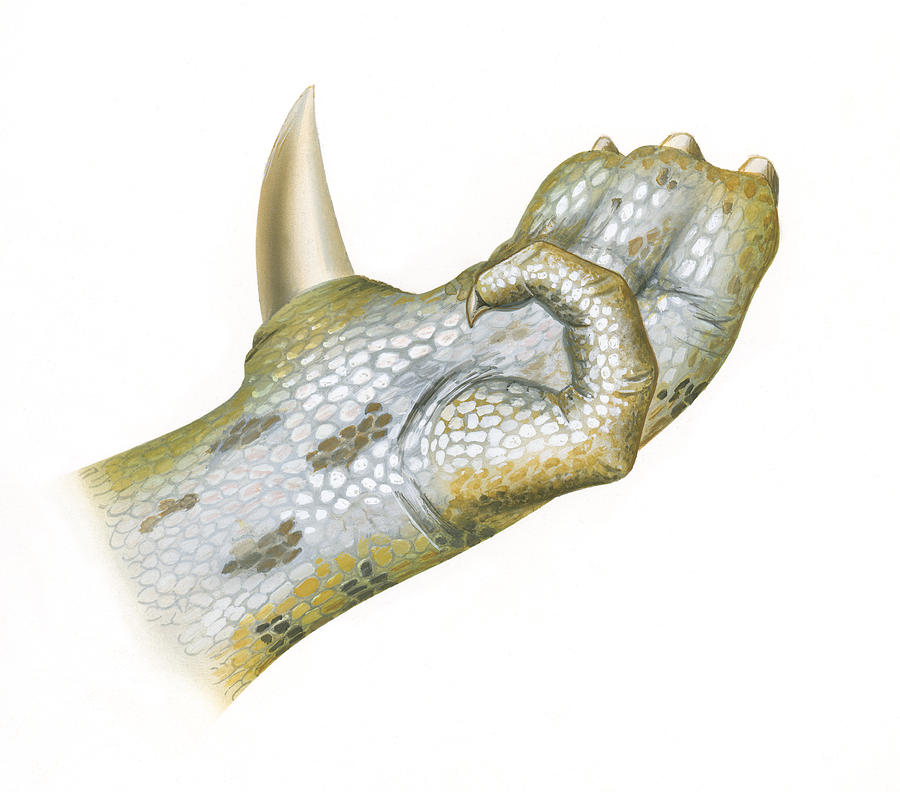Illustration of Iguanodon dinosaur hand showing thumb claw and fingers Drawing by Simon Roulstone
