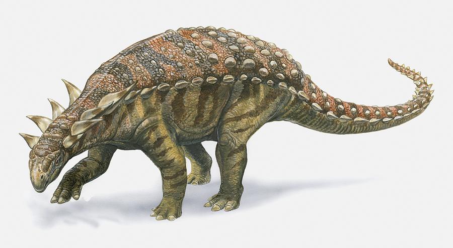 Illustration of Sauropelta dinosaur, side view Drawing by Dorling Kindersley