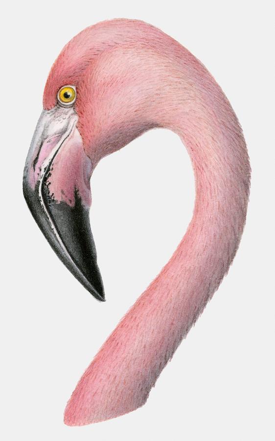 Illustration of the head of a Greater flamingo (Phoenicopterus roseus) Drawing by Dorling Kindersley