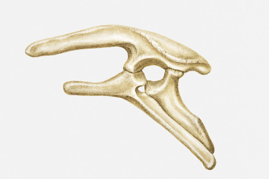 Illustration of the hip bone of a Stegosaurus, a type of Thyreophoran dinosaur, Jurassic period Drawing by Dorling Kindersley