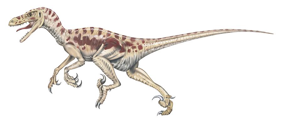 Illustration of Velociraptor dinosaur on the move Drawing by Dorling Kindersley