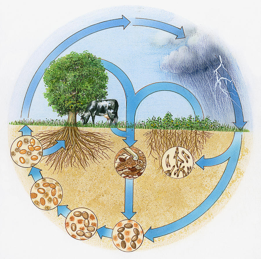 Illustration showing nitrogen and hydrologic cycle  Drawing by Dorling Kindersley