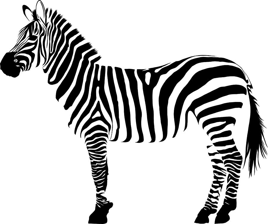 Illustration White And Black Animal Zebra Vectorin White Background Digital  Art by Dean Zangirolami - Pixels