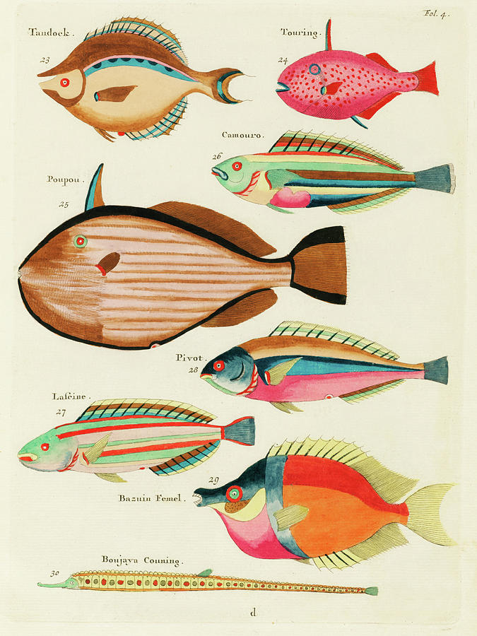 Illustrations of fishes found in Moluccas Indonesia and the East Indies 11 Drawing by Louis Renard