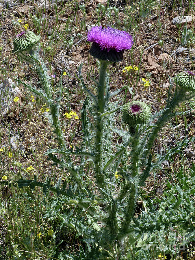 Illyrian Thistle - Sierra Nevada Photograph by Phil Banks