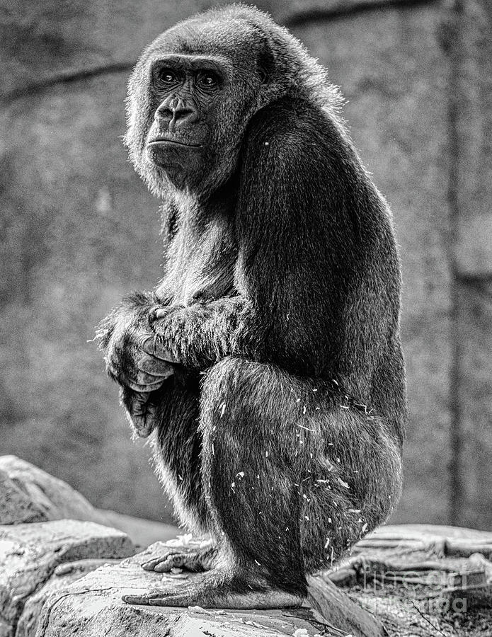 The  big thinker Photograph by Abigail Diane Photography