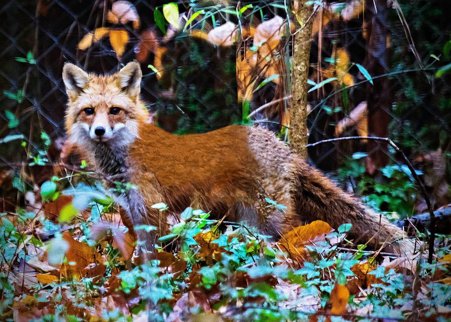 Im A Fox Photograph by Robert L Jackson