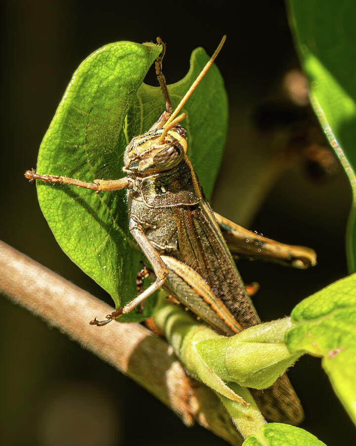 I'm a Hugger Photograph by Brian Morefield - Prose Imagery - Fine Art ...