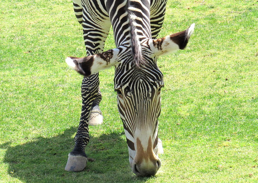 Im A Zebra Not Yoda Photograph by Adrienne Wilson
