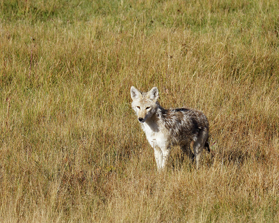 Im Actually Canis Latrans -- Coyote in Yellowstone National Park, Wyoming Photograph by Darin Volpe