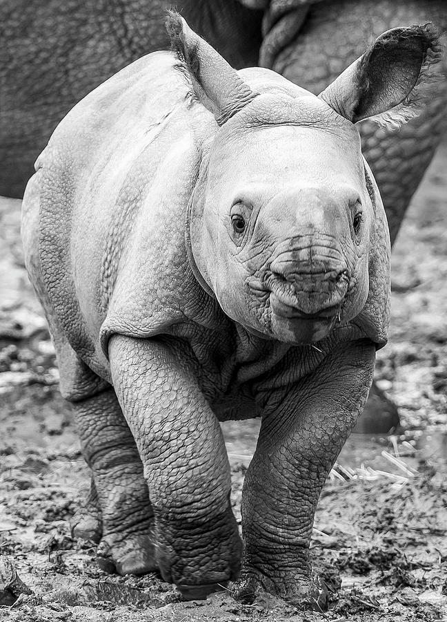 Rhino Calf Photograph - One Horned Rhino Calf by Darren Wilkes