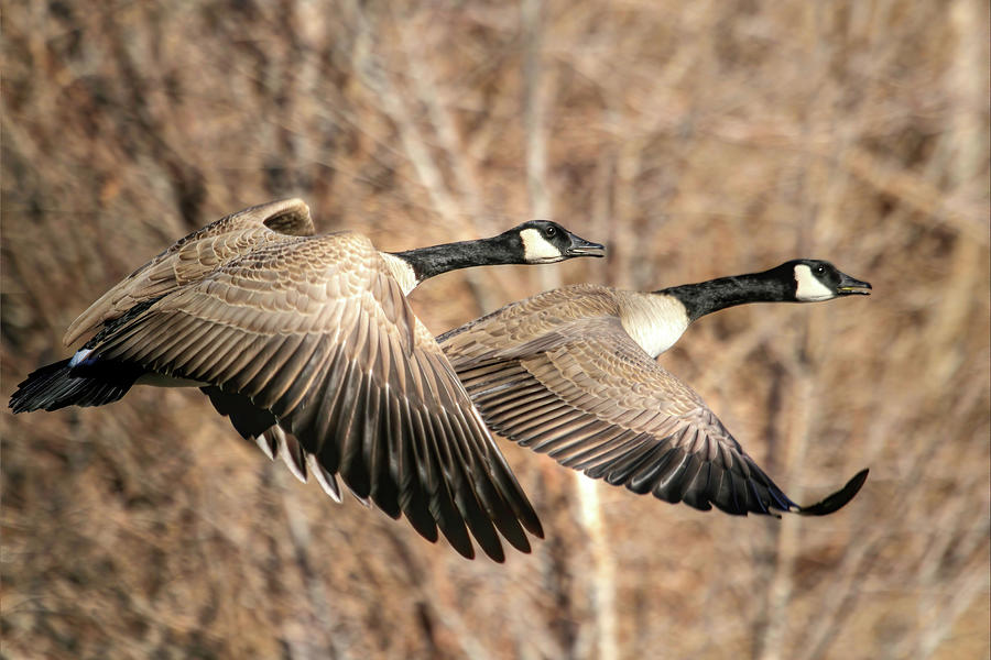 Geese Photograph - Im Right Behind Ya by Donna Kennedy