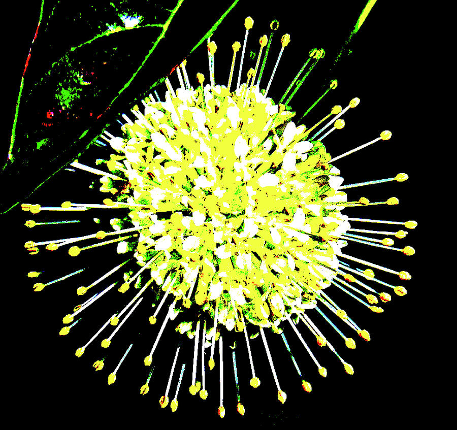 Button Bush Flower Photograph by Laura Putman