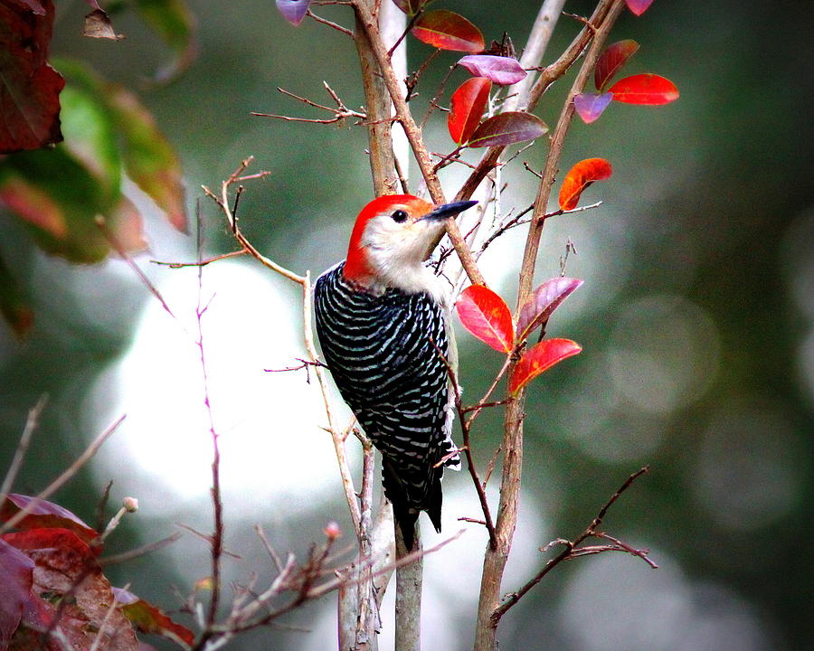 Img_0650 - Red-bellied Woodpecker Photograph