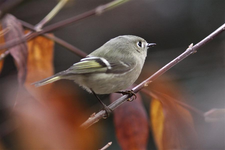 Img_5847 - Ruby-crowned Kinglet Photograph