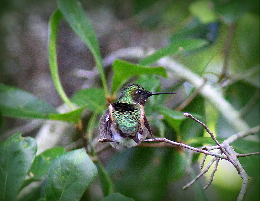 Img_6847-001 - Ruby-throated Hummingbird Photograph