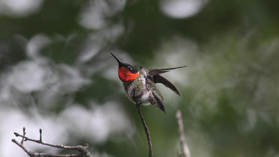 Img_773300 -ruby-throated Hummingbird Photograph