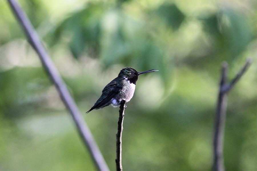 Img_847777 - Ruby-throated Hummingbird Photograph