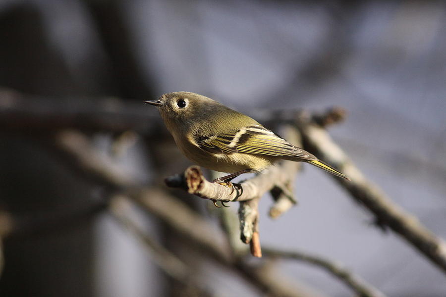 IMG_9916 - Ruby-crowned Kinglet Photograph by Travis Truelove