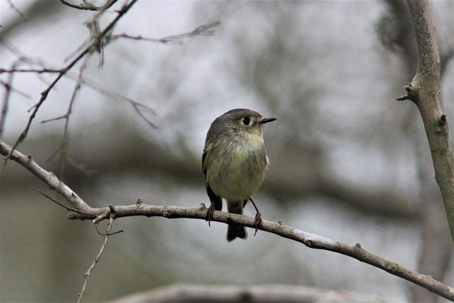 Imgf_764700 - Ruby-crowned Kinglet Photograph