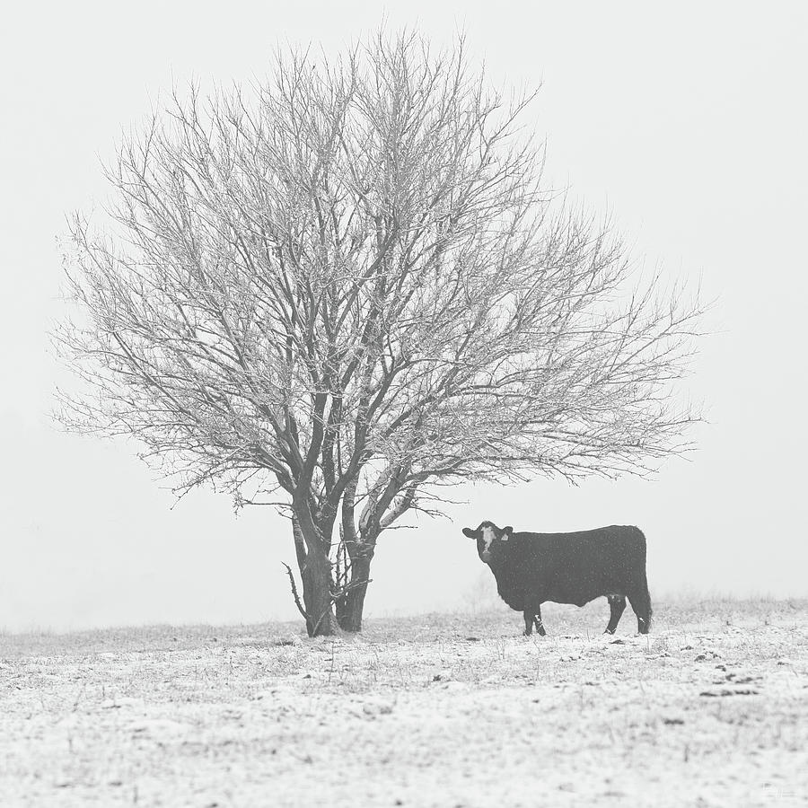 Black  and White -  cow beneath frosty tree on Wisconsin winter pasture Photograph by Peter Herman