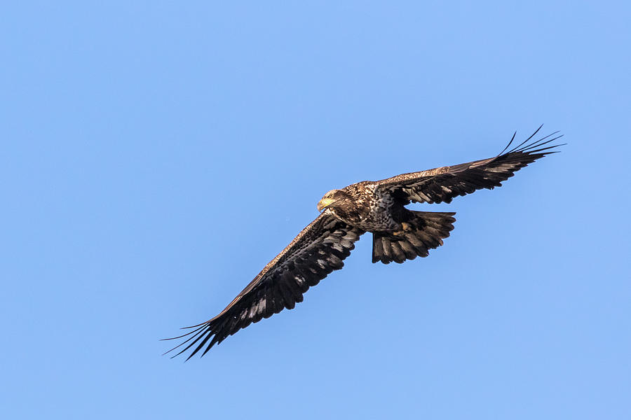 Immature Bald Eagle Flight Photograph by Jim Miller