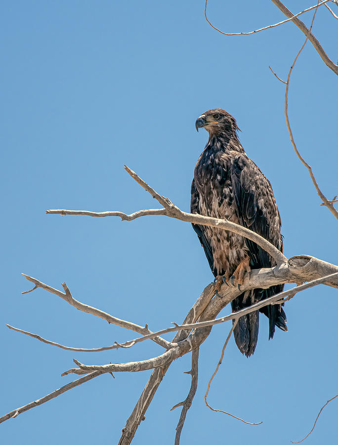 Immature Bald Eagle 2 Photograph by Rick Mosher