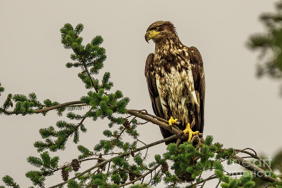 Immature Bald Eagle at Camano Island, Washington Photograph by Nancy Gleason