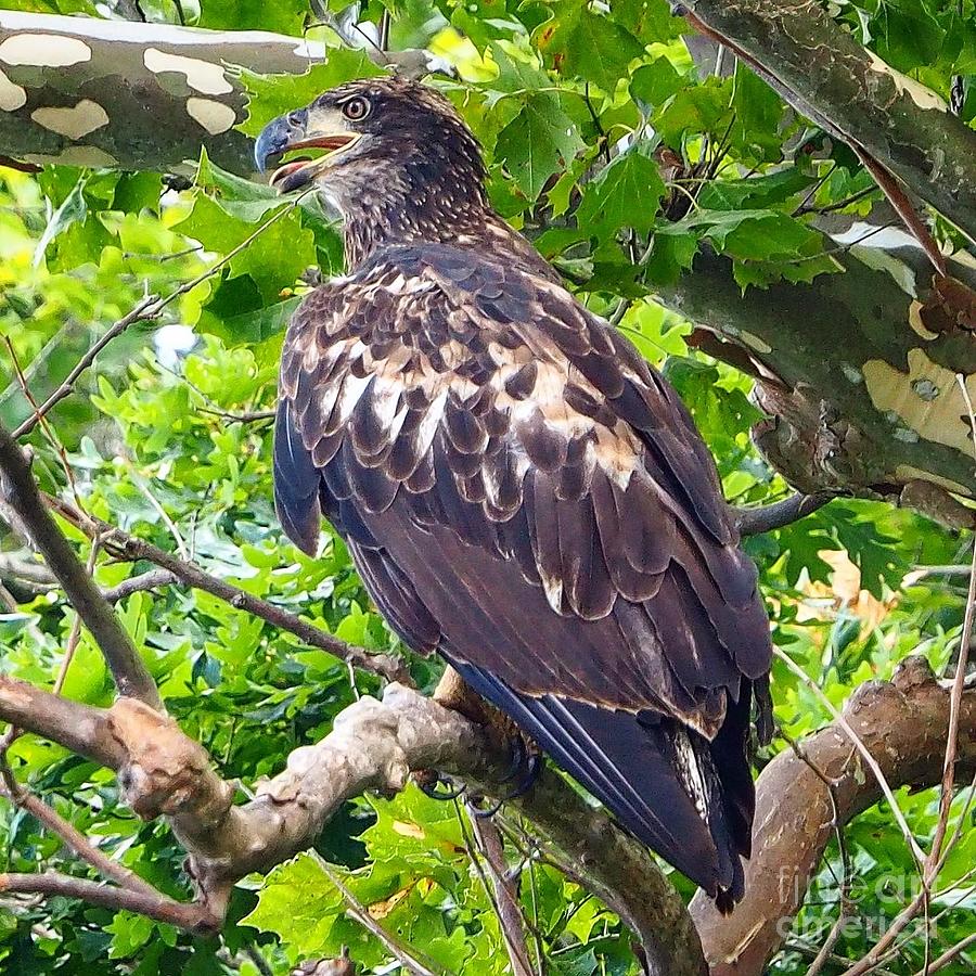 Immature Bald Eagle Photograph by Beckie Wallace - Pixels