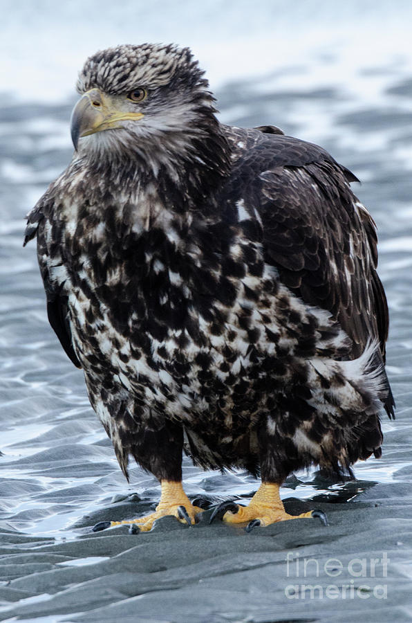 Immature Bald Eagle Photograph by Bob Christopher