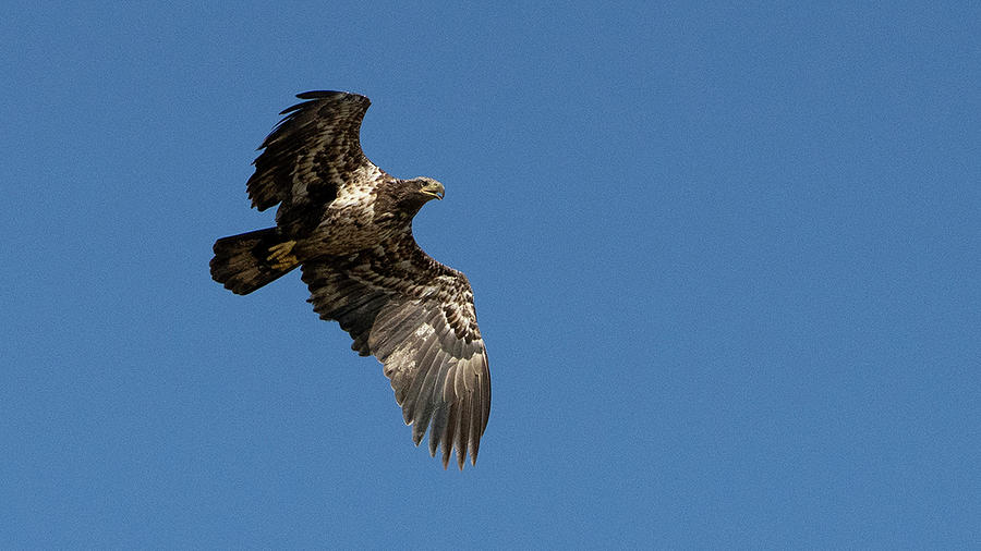 Immature Bald Eagle In Flight Photograph